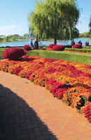 A-072 Botanical Gardens Mums Photography Backdrop - Standard - TinyFrockShop.com